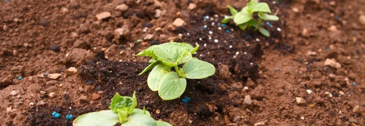 Junge Gurkenpflanzen in einer Reihe im Garten.